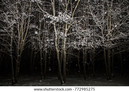 Trees in forest covered with snow in night with snowfall, dark sky