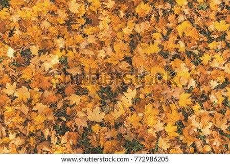 Beautiful autumn background with golden maple leaves in the city park.