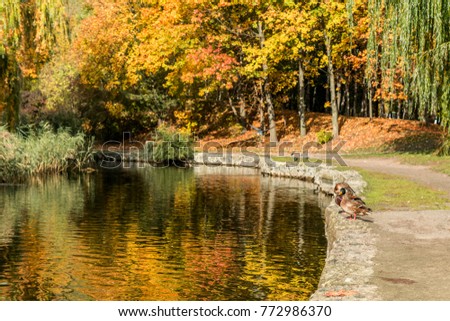 Beautiful pond with trees reflection in the water in the city park on a sunny fall day
