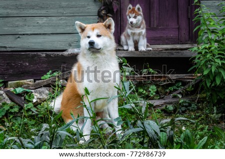Beautiful portrait of a dog, the Akita Inu / Husky