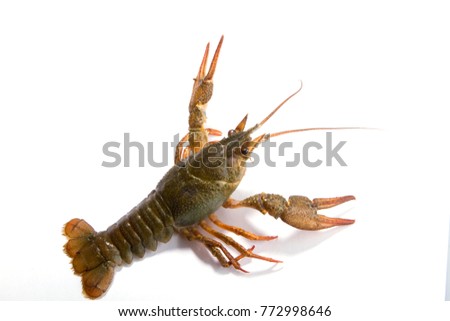 Crayfish on a white background. Crayfish isolated on white Royalty-Free Stock Photo #772998646