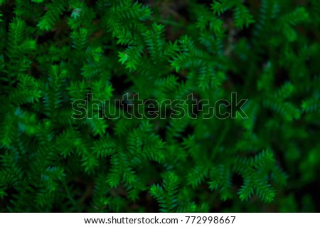 Vegetative texture, Macro moss green background
