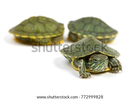 Funny green turtle on parade or walking around isolated on a white background