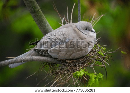 Turtle dove nesting 