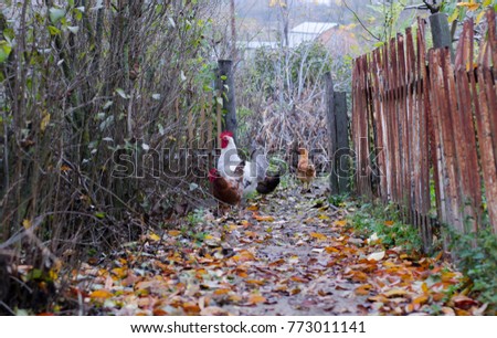Village. Along the fence the cock and the hen