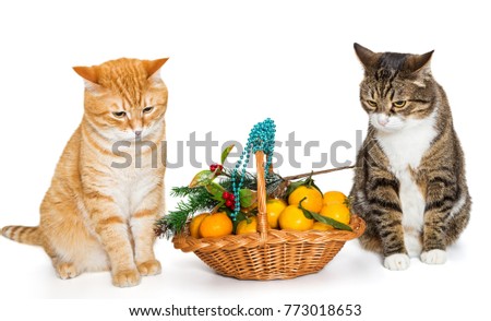 Two cats and a Christmas basket of tangerine, isolated on white