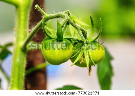 A cluster of young immature tomatoes on a branch. Close-up. Garden. Summer. harvest