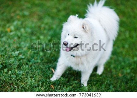 Photo of white spitz on walk on green lawn
