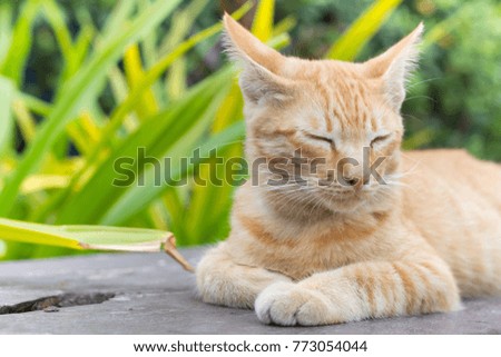 Cute cat, cat lying on the wooden floor in the background