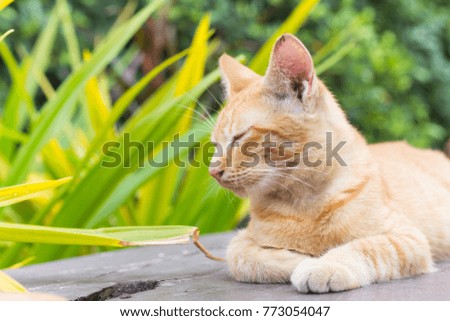 Cute cat, cat lying on the wooden floor in the background