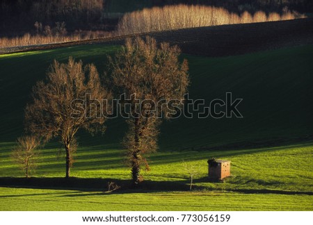 autumn landscape of Moferrato countryside , with the trees bare in the sunset light, Piedmont, Italy, Europe.