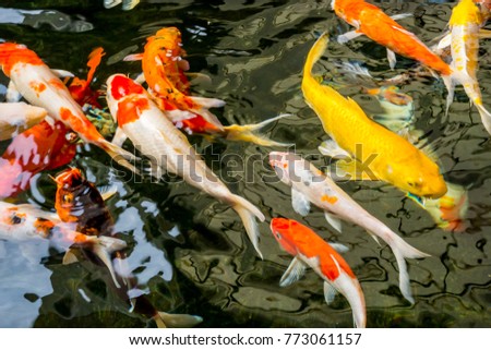 Koi Fish or fancy carp are swimming in pond. Fancy carp or Koi fish are white, red, orange, yellow and colorful for relaxation.
