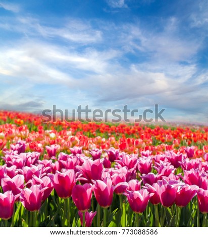 Panorama Tulip field blossom on a spring sunny day