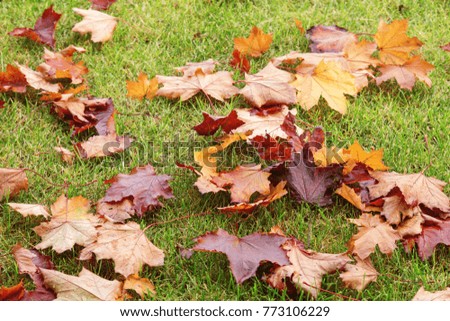 Background with multicolor maple leaves. Fallen colored leaves.  Red and yellow autumnal leaves on green grass. Soft focus.