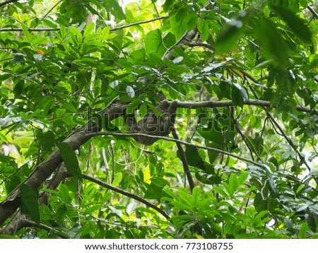 Sloths hidden in a tree