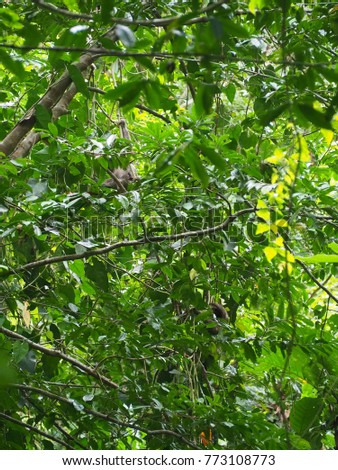 Sloths hidden in a tree