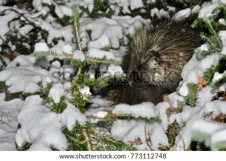 Porcupine in wilderness. Beautiful animal covered with snowflakes hiding  in witer forest. Banff National Park near Lake Louise in Canadian Rockies.  Plain of Six Glaciers trail. Alberta. Canada.
