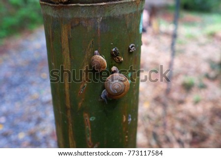The snail crawls over a green bamboo stump in the forest.