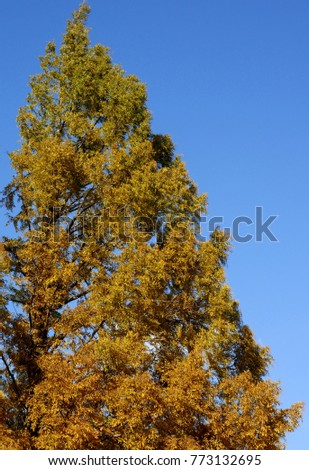 Colorful fall tree against blue sky, Sunburst Honey Locust Tree