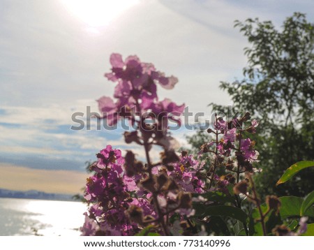 Flower nature clear sky