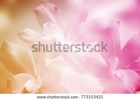 Blurred beautiful orchid soft color for background
