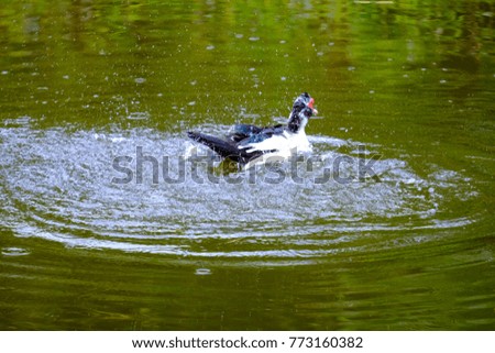 Flock of domestic ducks swimming in the backwaters