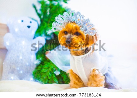 Yorkshire terrier in white dress and crown at home new year 2018 with glowing bear and pine as background 