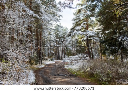 The first snow in the forest