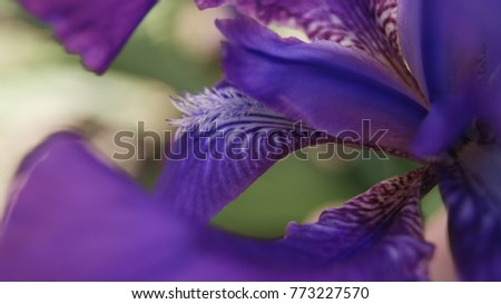 iris flower  in color of the year 2018 pantone ultra violet 