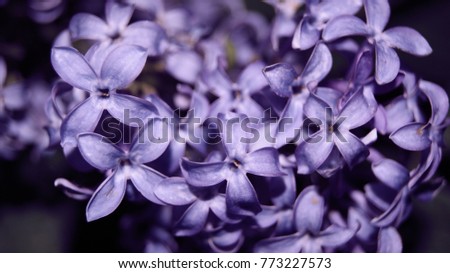 lilac flower  in color of the year 2018 pantone 