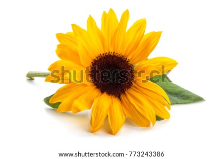 Sunflower  with leaves isolated on white background.  