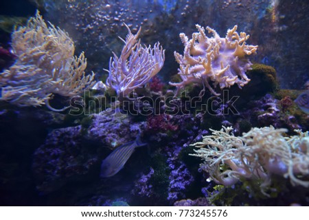 Reef tank, marine aquarium. Blue aquarium full of plants. Tank filled with water for keeping live underwater animals.