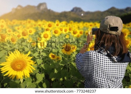 Travelers are taking photos of sunflowers with mobile phones