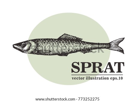 Hand drawn sketch seafood vector vintage illustration of sprat fish. Can be use for menu or packaging design. Engraved style. Retro illustration.