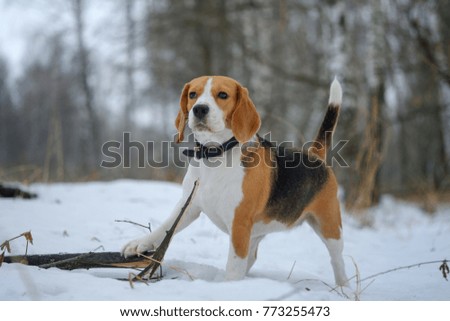dog Beagle on a walk in winter snowy forest chewing on a dry tree branch