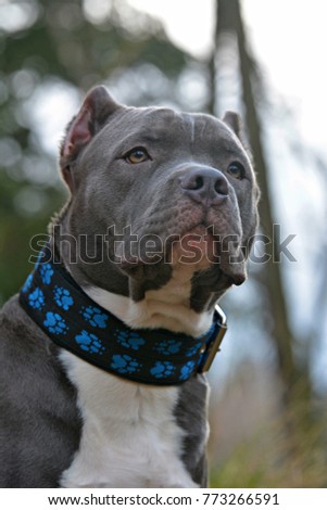 Beautiful dog Pitbull
