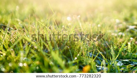 Green wild grass. Macro image with small depth of field.