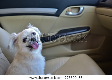 Dog so cute mixed breed with Shih-Tzu, Pomeranian and Poodle sitting on car seat inside a car wait for travel trip