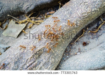 ant many on tree