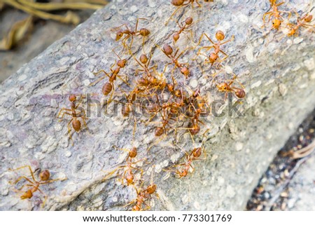 ant many on tree