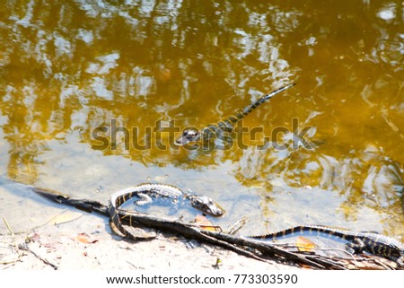 Group of American baby alligators in Florida Wetland. Everglades National Park in USA. Little gators. Popular place for tourists, wild nature and animals.