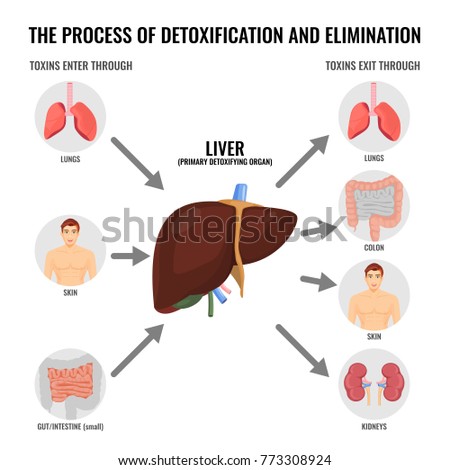 Process of detoxification and elimination cartoon medical poster Royalty-Free Stock Photo #773308924