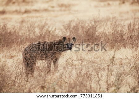 Hyena looking in camera 