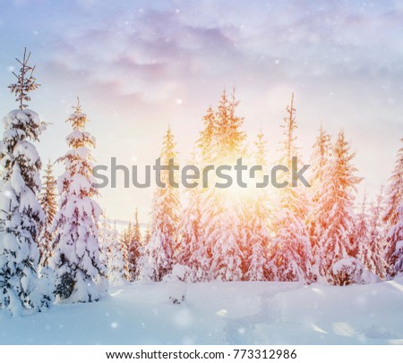 Mysterious landscape of sunset mountains in winter. Magical snow covered tree. Bokeh light effect, soft filter. Carpathian Ukraine. Happy New Year.