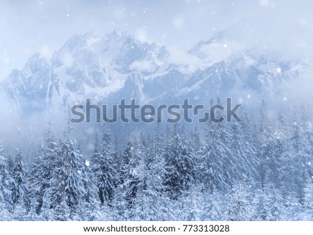 Mysterious landscape majestic mountains in winter. Magical snow covered tree. Photo greeting card. Carpathian Ukraine. Happy New Year.