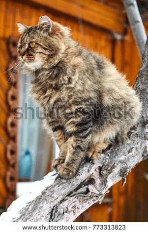 Fluffy siberian cat on tree closeup