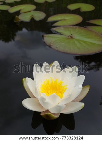 Miniature water lily, Nymphaea