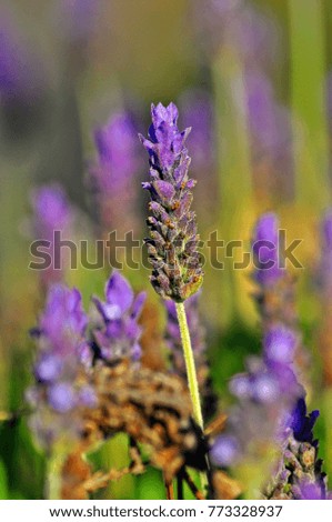 Ultra Violet Flower, with violet and green background. Lavender Flower