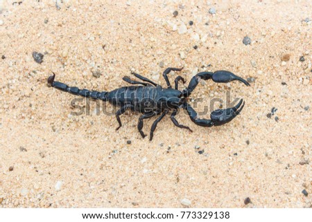 Scorpion creeps on the sand close up.