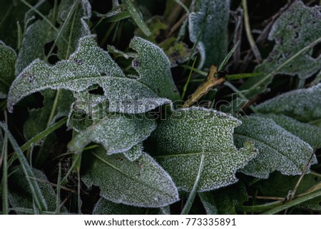 Frosted leaves in the morning